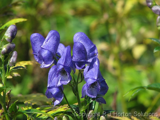 Monkshood Aconitum